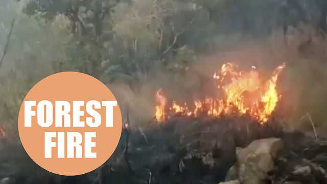 Nine people have died after a group of nearly 40 trekkers were trapped by a forest fire