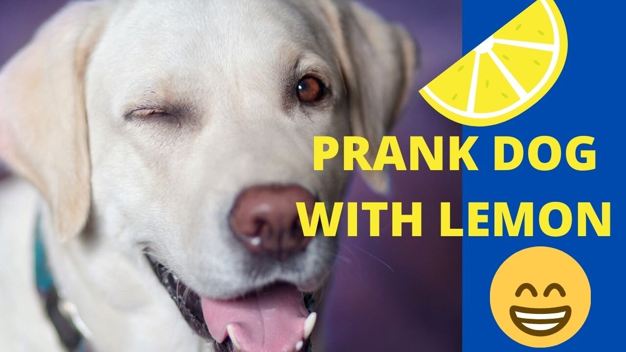 Prank Dog With Lemon - Funny Video - Look At The Reaction - It's Awesome