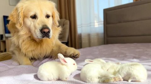 Golden Retriever Meets Tiny Bunnies for the First Time