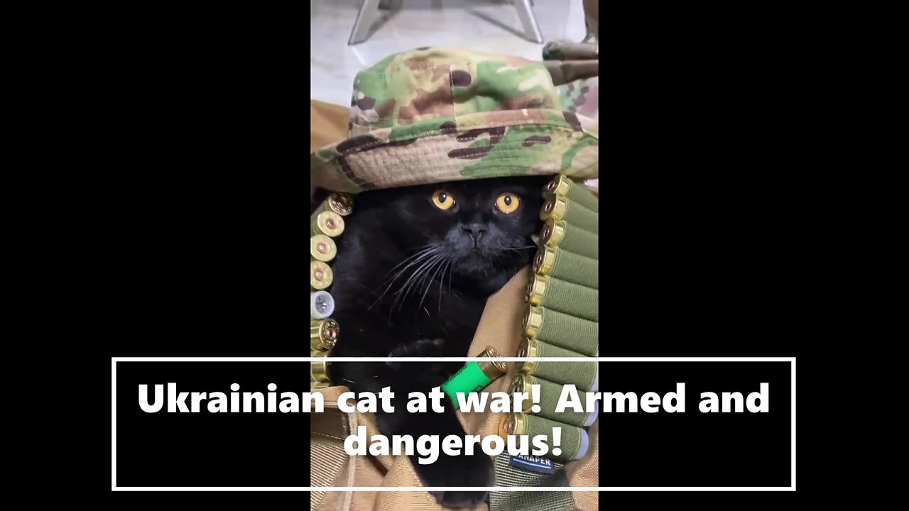 Ukrainian cat at war! Armed and dangerous!