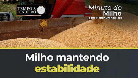 Milho mantendo estabilidade