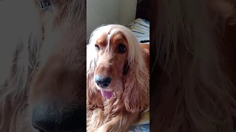 #dogshow , #animals , #dogs , #shorts