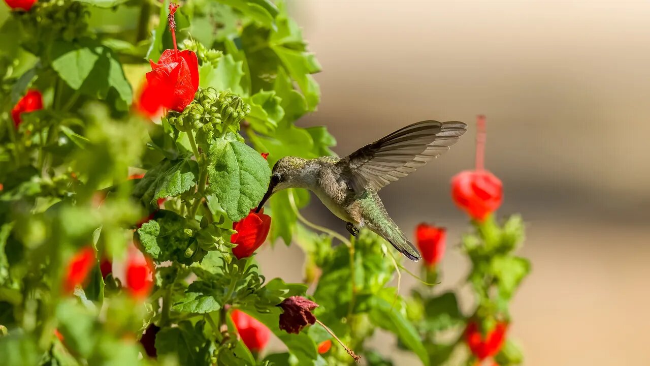 Ruby-Throat On Turk's Cap, Sony A1/Sony Alpha1, 4k Frame Animation