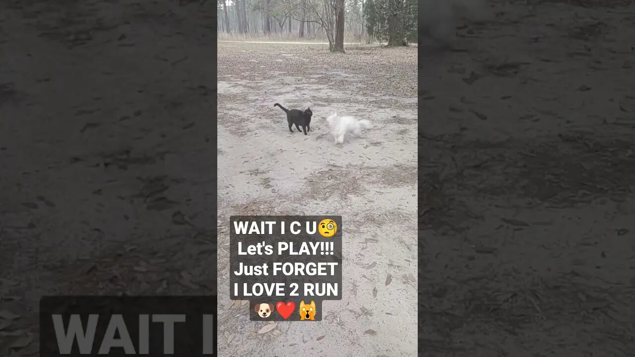 @My Name is Noah:-) Me and my CAT friend named Midnight LOVE 2 PLAY but WAIT I LOVE 2 RUN#dog#cat