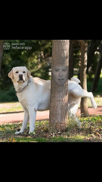 The Ultimate Joe Biden Meme!