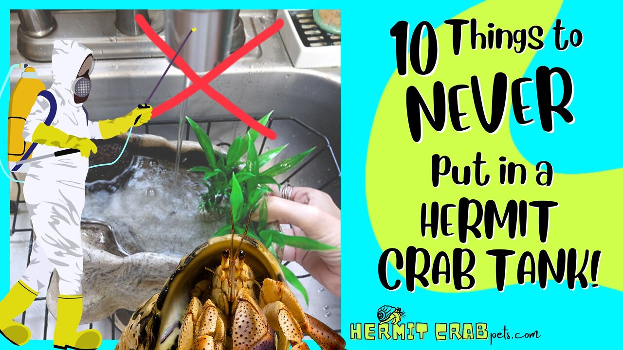 10 Things to NEVER put in a Hermit Crab Tank!