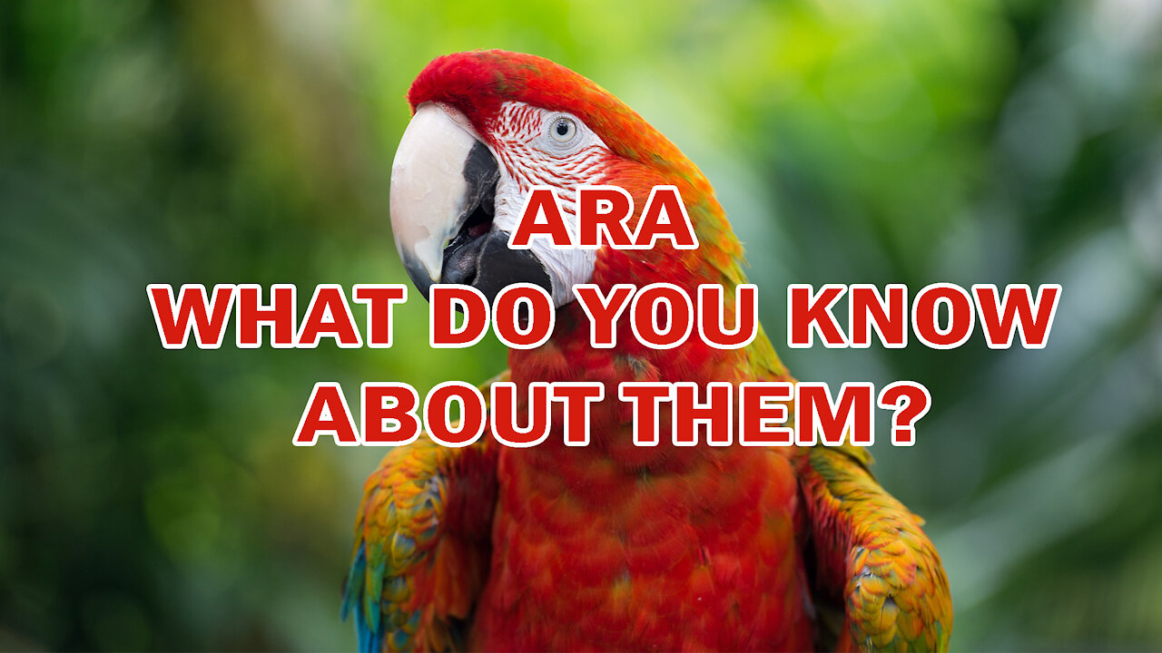 ARA | WHAT DO YOU KNOW ABOUT THEM?