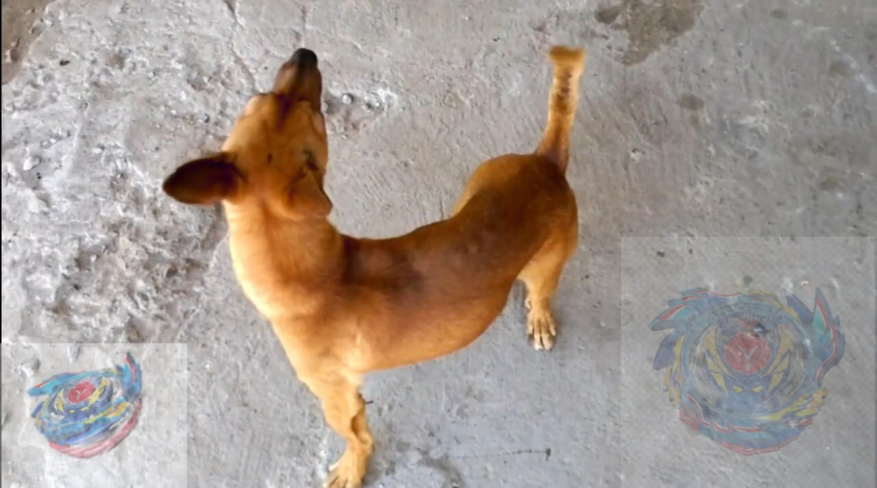 Crazy dog ​​turns into a beyblade animal