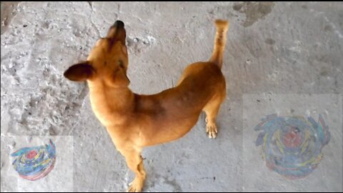 Crazy dog ​​turns into a beyblade animal