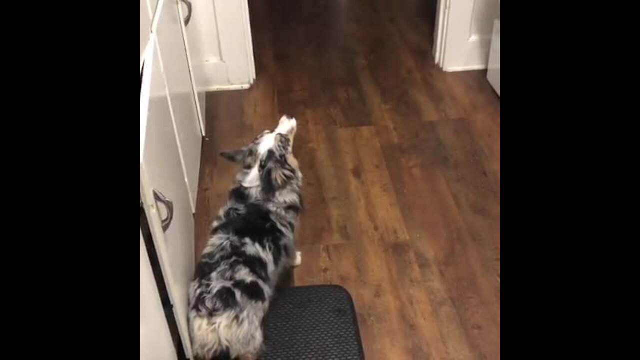 Corgi howls along to boiling tea kettle