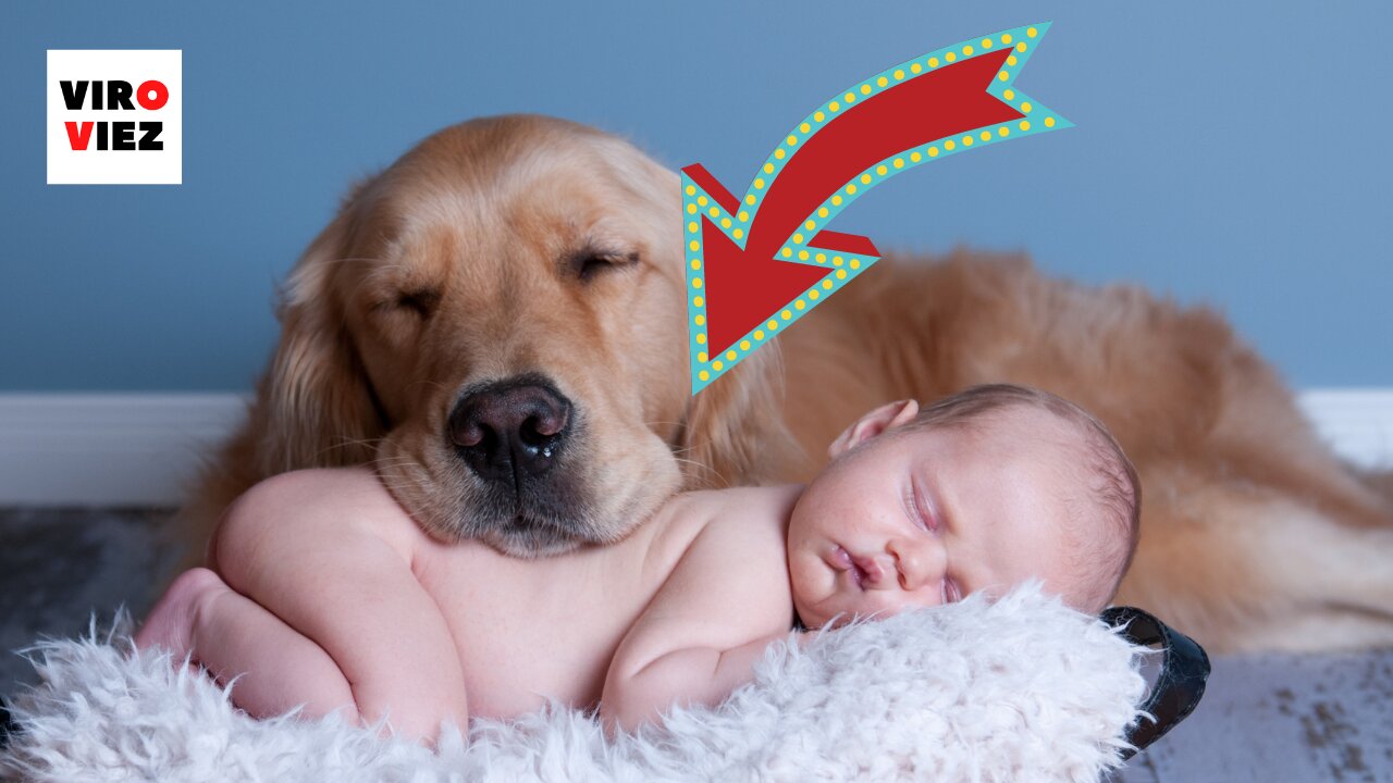 Dog Barks and Barks At Babysitter So Mom Hides Camera In Hair