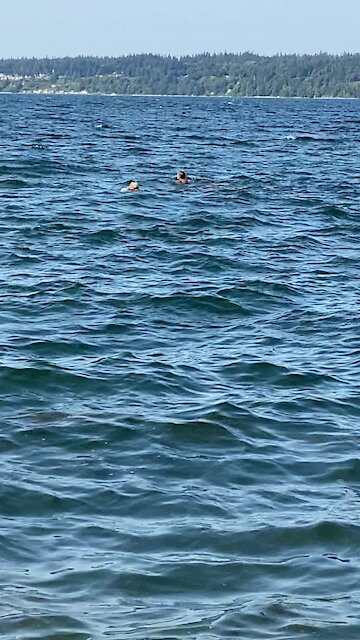 Whitney island swimmers...