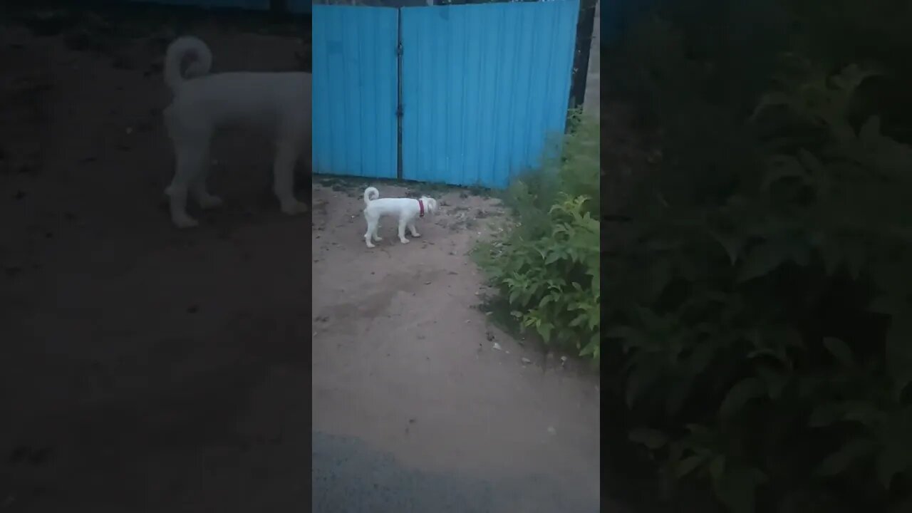 Cute pet dog beside my house gate, #shortvideo,#petdog,#doglover,#dog,#dogsofyoutube,#short,#animal