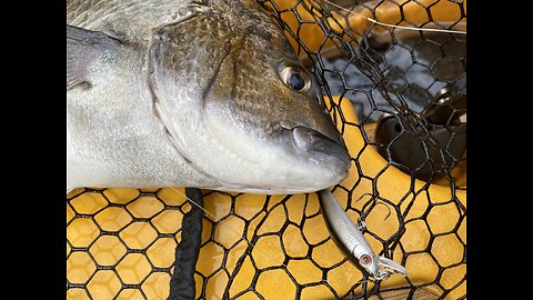 Tassie Coastal Bream