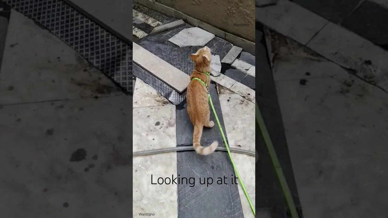 Cat suddenly stopped for it #cat #orangecat #reaction #shorts