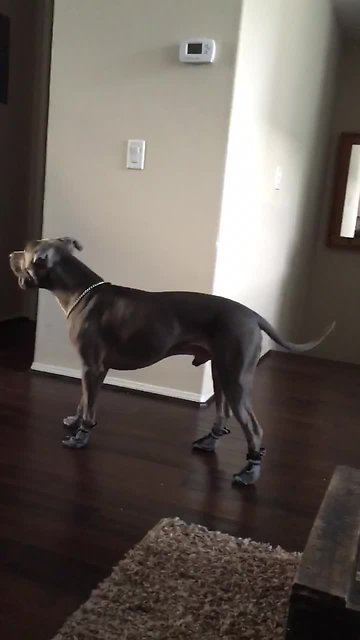 Silly pit bull learns how to walk with boots