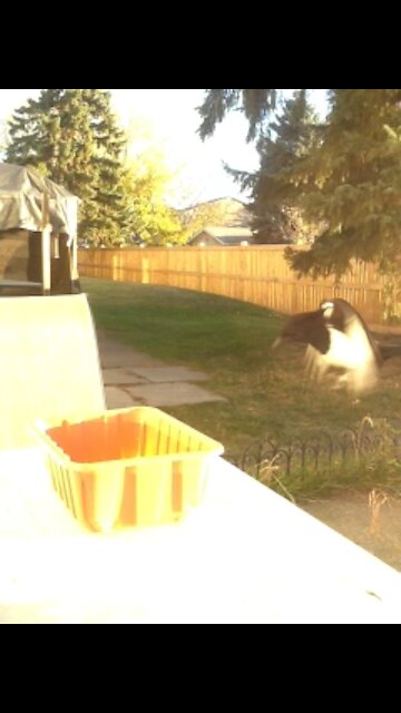 Young magpie & breakfast