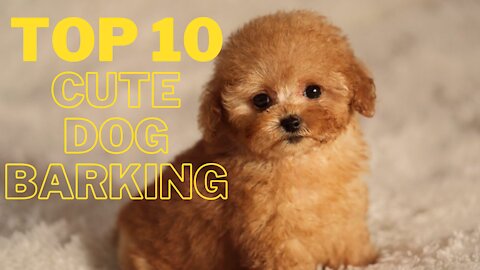 Top 10 Cute Dog Barking Video Compilations