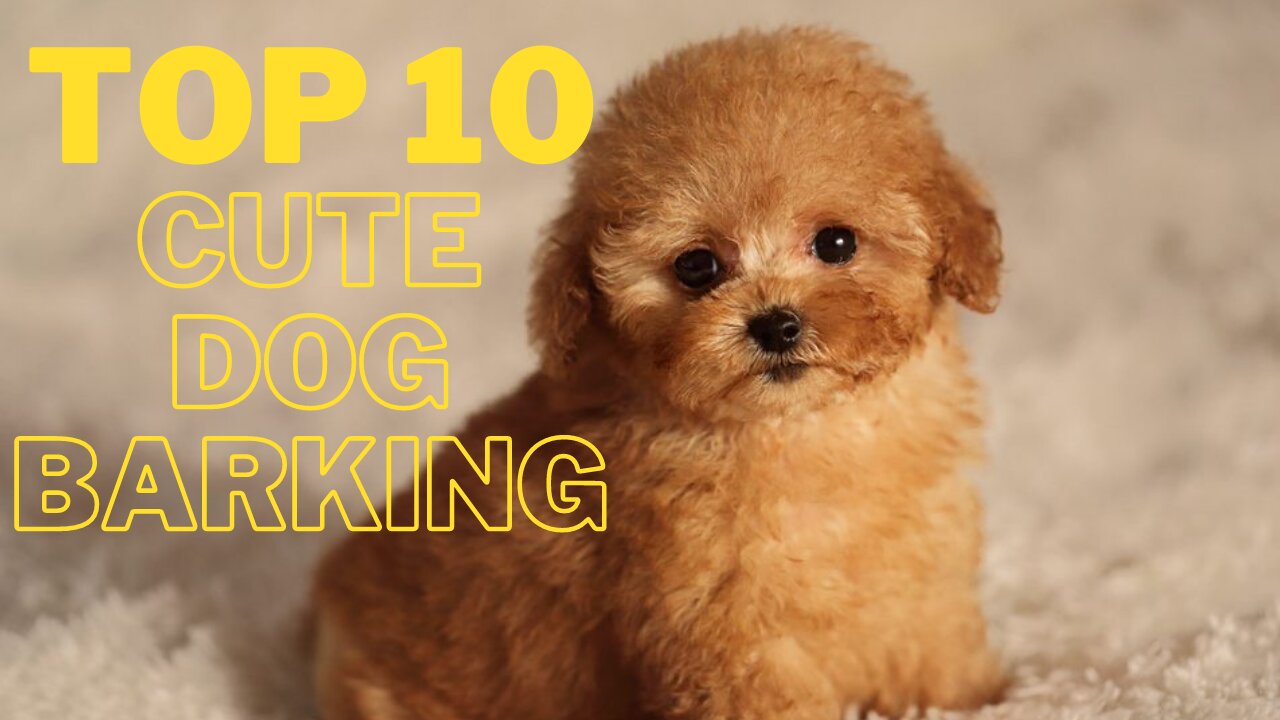 Top 10 Cute Dog Barking Video Compilations