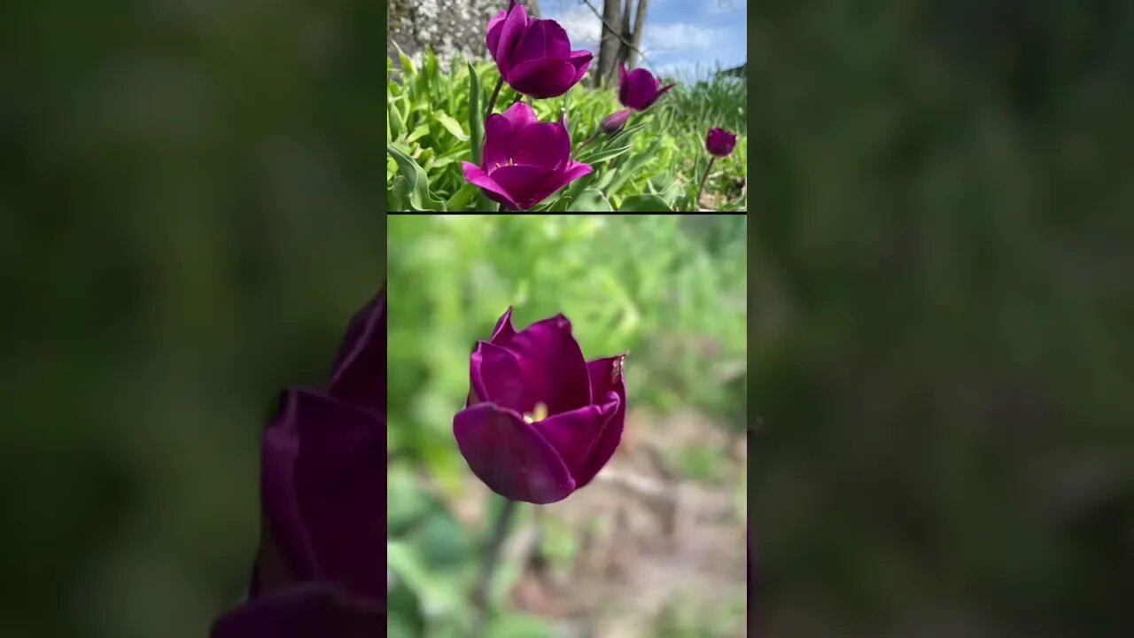 Flowers from my garden over the years