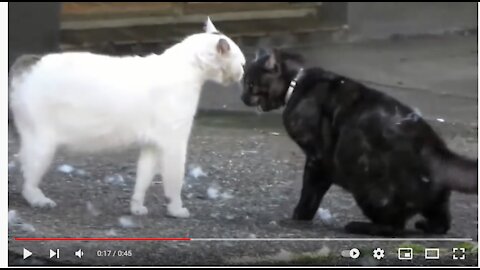 Mad Russian cats / cat fight