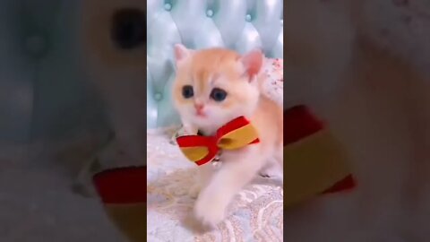 Cute cats and kittens video 😍| cute cats funny video 😍#short