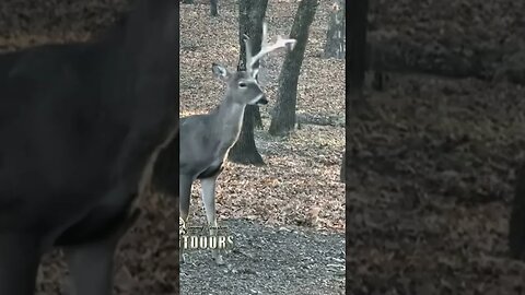 Tc Drops an Antler