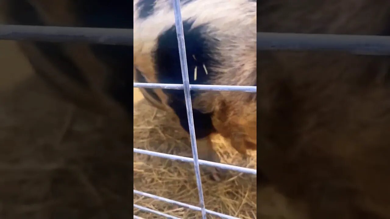 🐷🐷 #kunekune #spring #sunnyday #happy #fy #fyp #farming #homestead