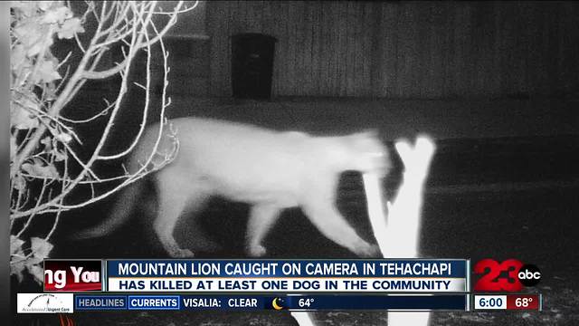 Mountain Lion Terrifying Neighborhood