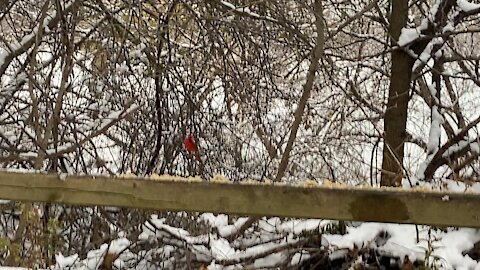 Cardinal male James Gardens Toronto