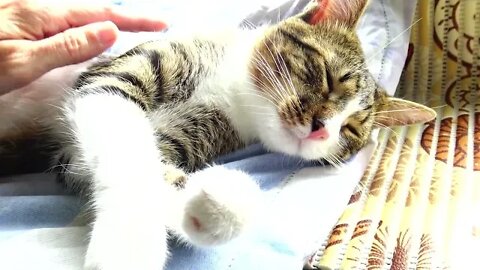 I Tickle the Little Paw of the Kitten