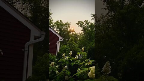Sunburst! #hiddengarden #secretgarden #sunrise #hydrangeas