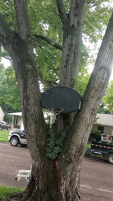 cuteness overload baby squirrel on my basketball hoop