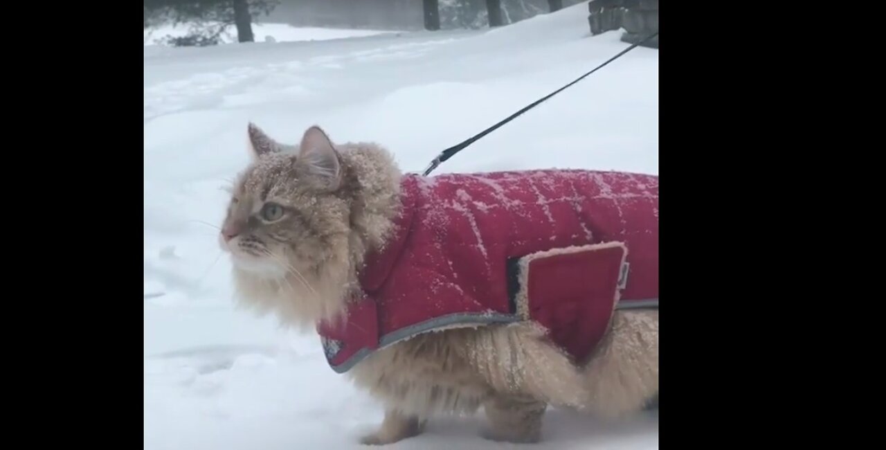 To much cold here let's go fast!