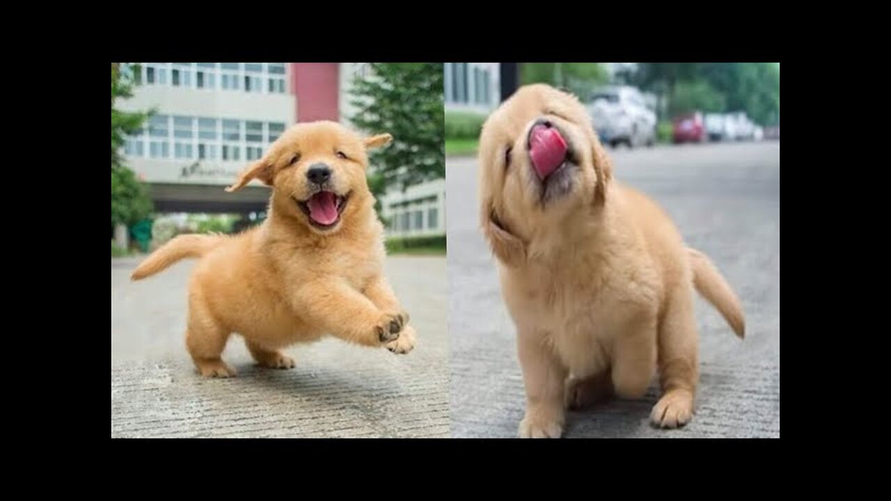 Baby Dogs - Funniest and Cutest Labrador Puppies | Best Funny Animal Videos 2022