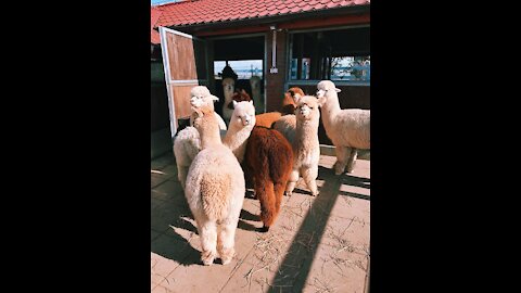 Cute Baby Alpacas Compilation