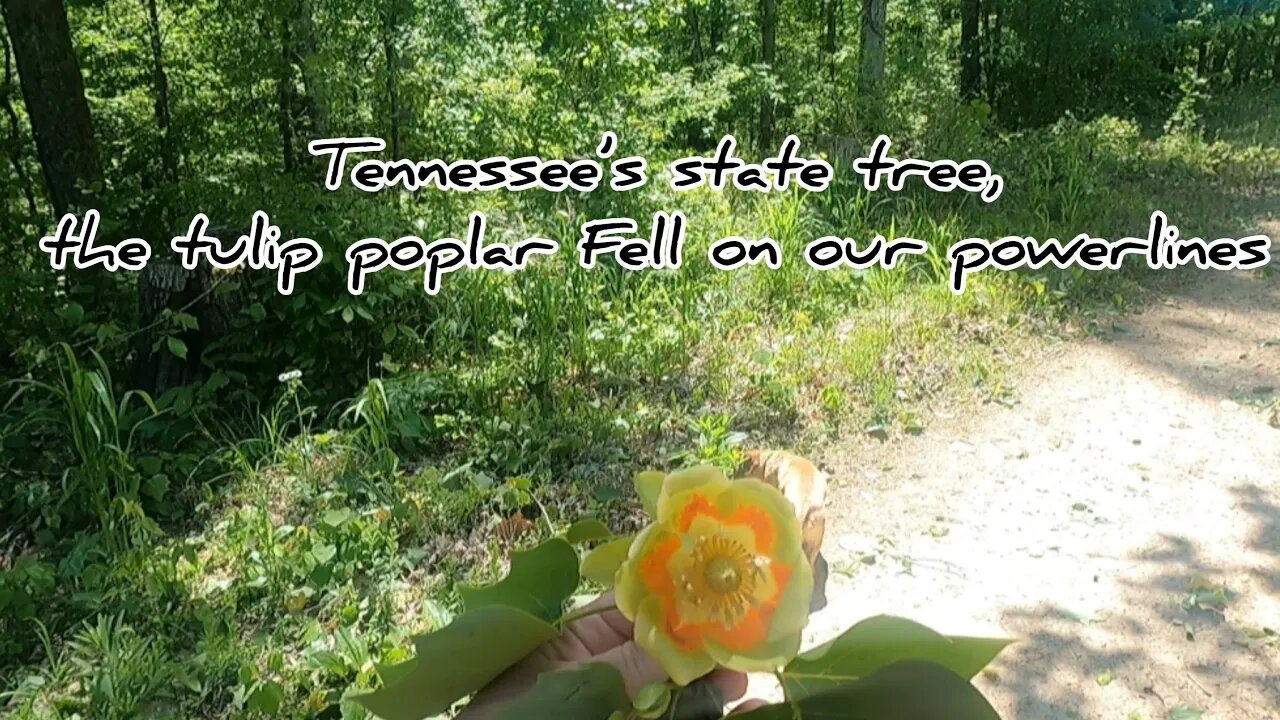 See What Happens When a Tulip Popper Hits Our Powerline! #HedgehogsHomestead #TulipPoplar