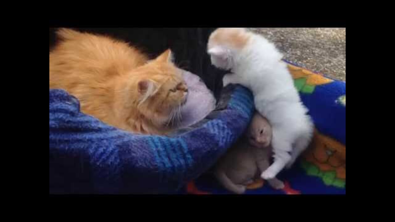 cute video of cat calling her kittens