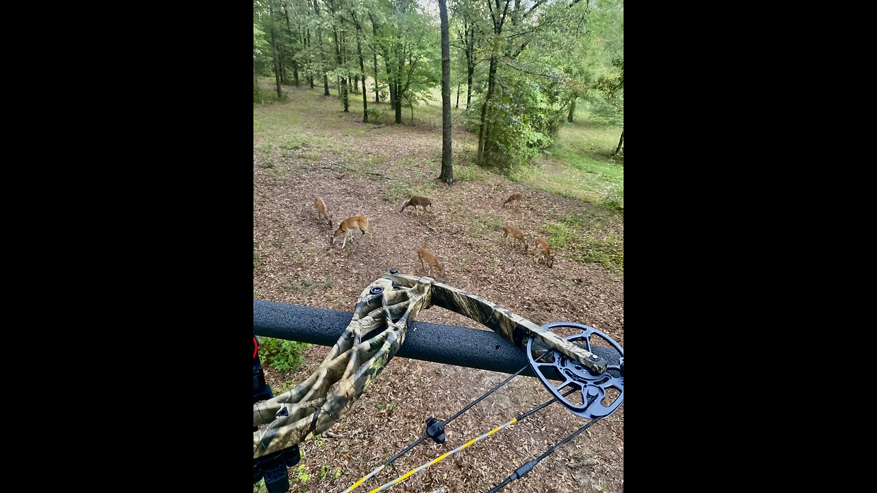 Doe overload!!!!