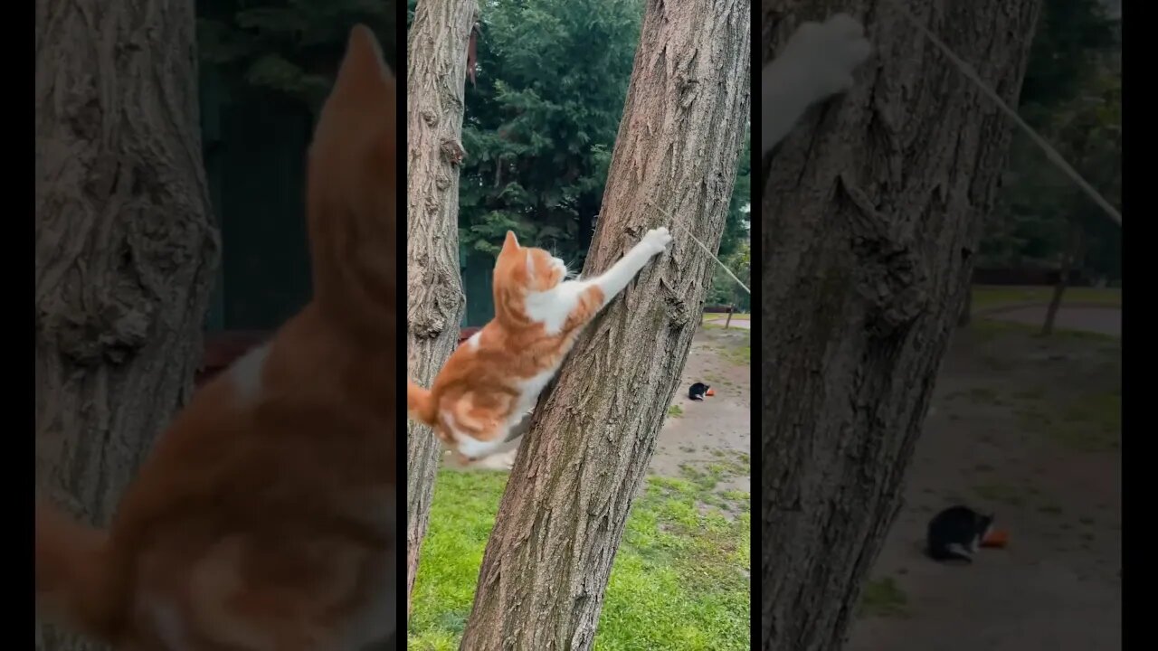 funniest Dogs and cat 🐕🐩🐈 #shorts