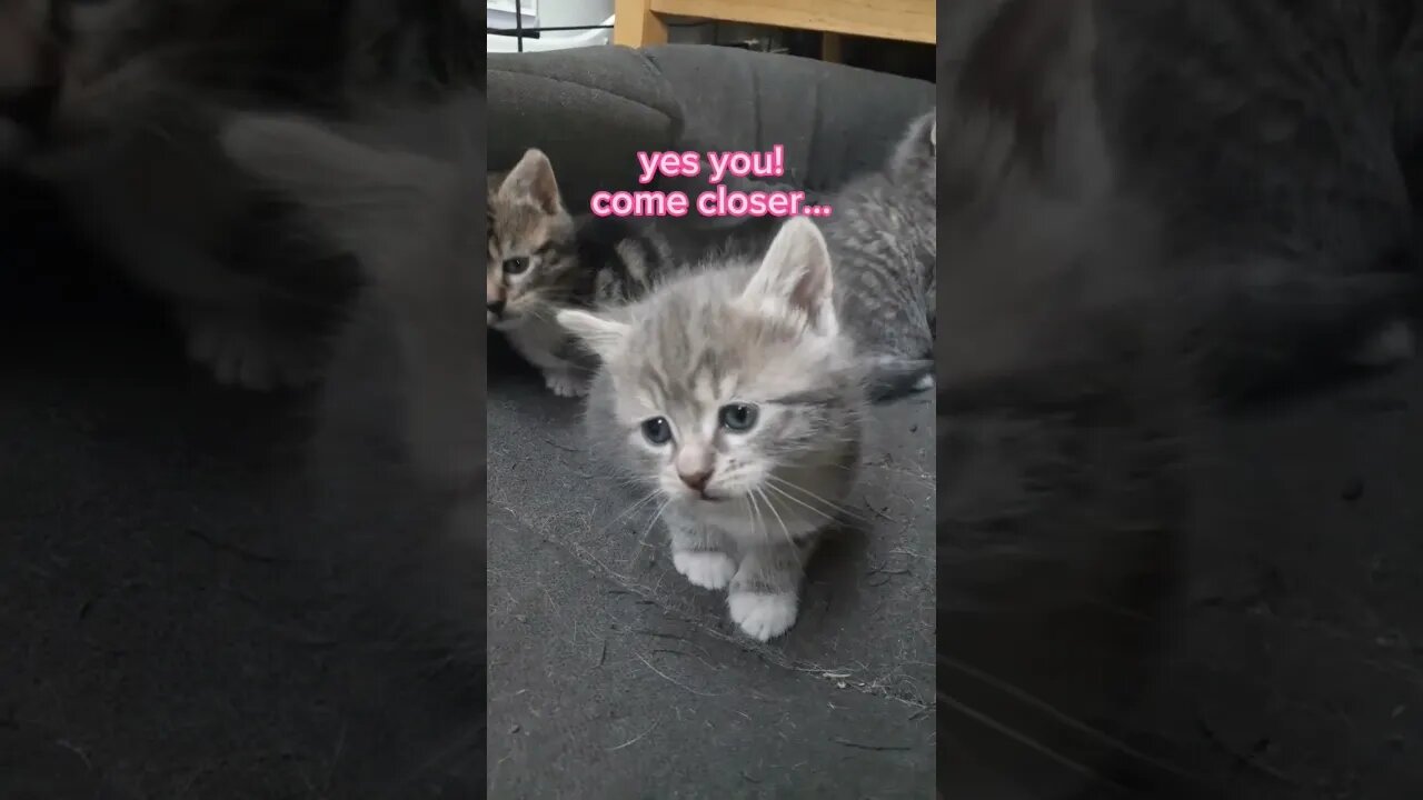 DAILY DOSE Of CUTENESS!! ❤😍🐈 #farmlife #3smellykids #athome #kidsvideos #farm #kittens #shorts #cute