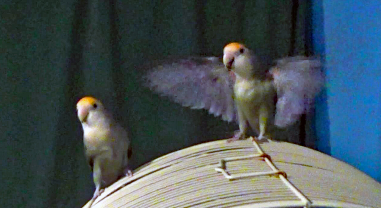 IECV PBV #114 - 👀 Pearl And Kiwi Out Flying And Daisy Staying In The Cage 🐤2-25-2020