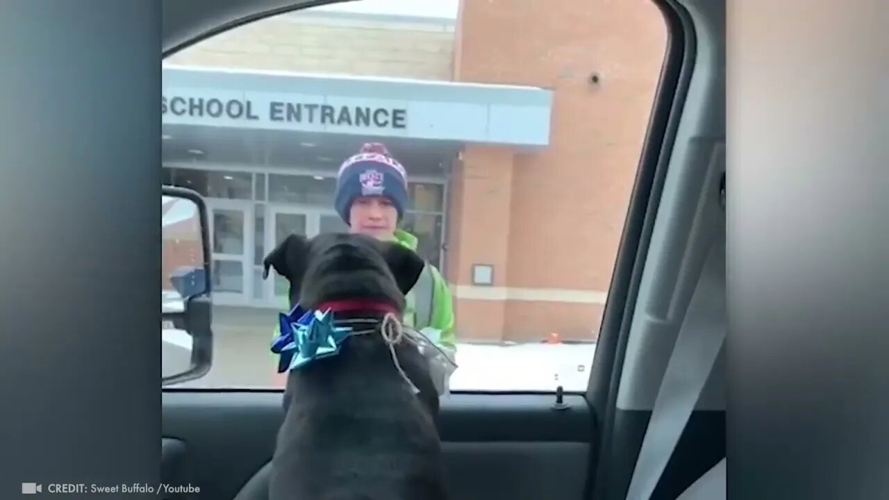 Animals Reunited With Owners After Years