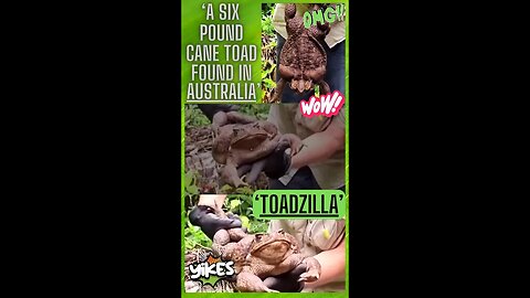 💚 ‘TOADZILLA’ “WHOPPING SIX POUND ‘CANE TOAD’ FOUND IN AUSTRALIA”!! #shorts #omg