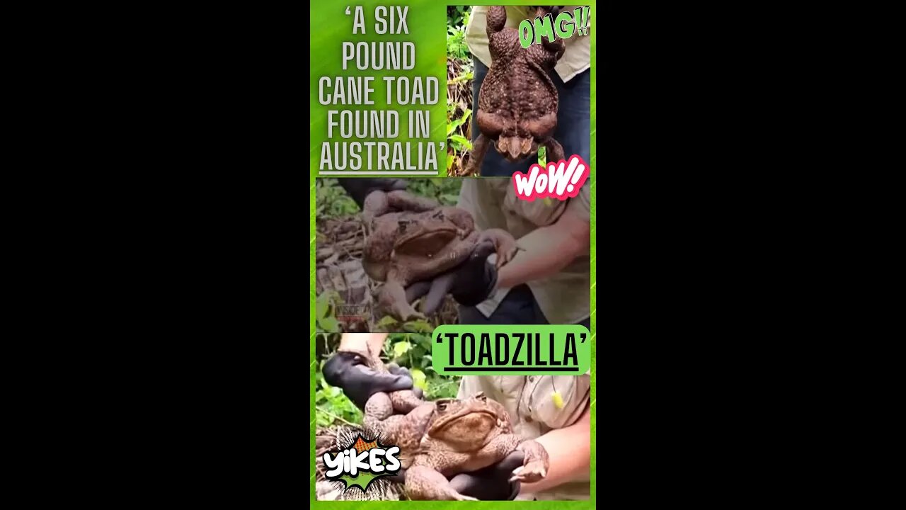 💚 ‘TOADZILLA’ “WHOPPING SIX POUND ‘CANE TOAD’ FOUND IN AUSTRALIA”!! #shorts #omg