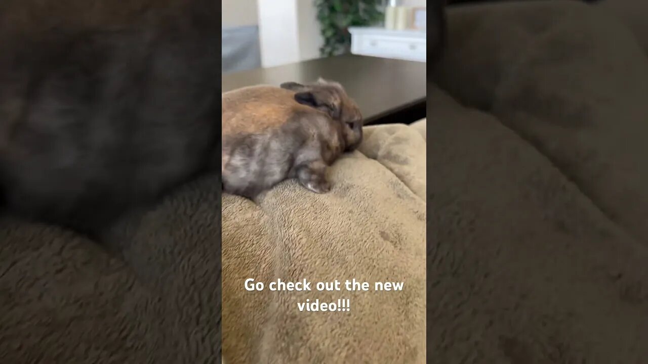 Cute baby bunnies!!!