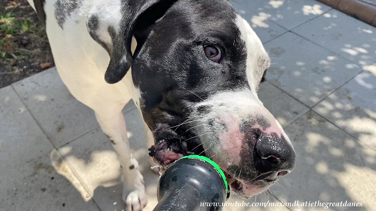 Silly Great Dane enjoys drinking from the garden hose