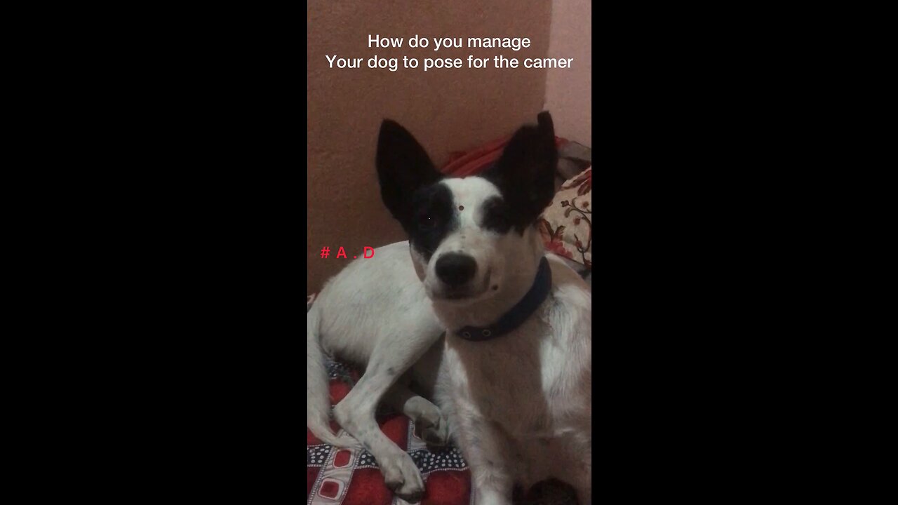 How do you manage your dog? Watch till end