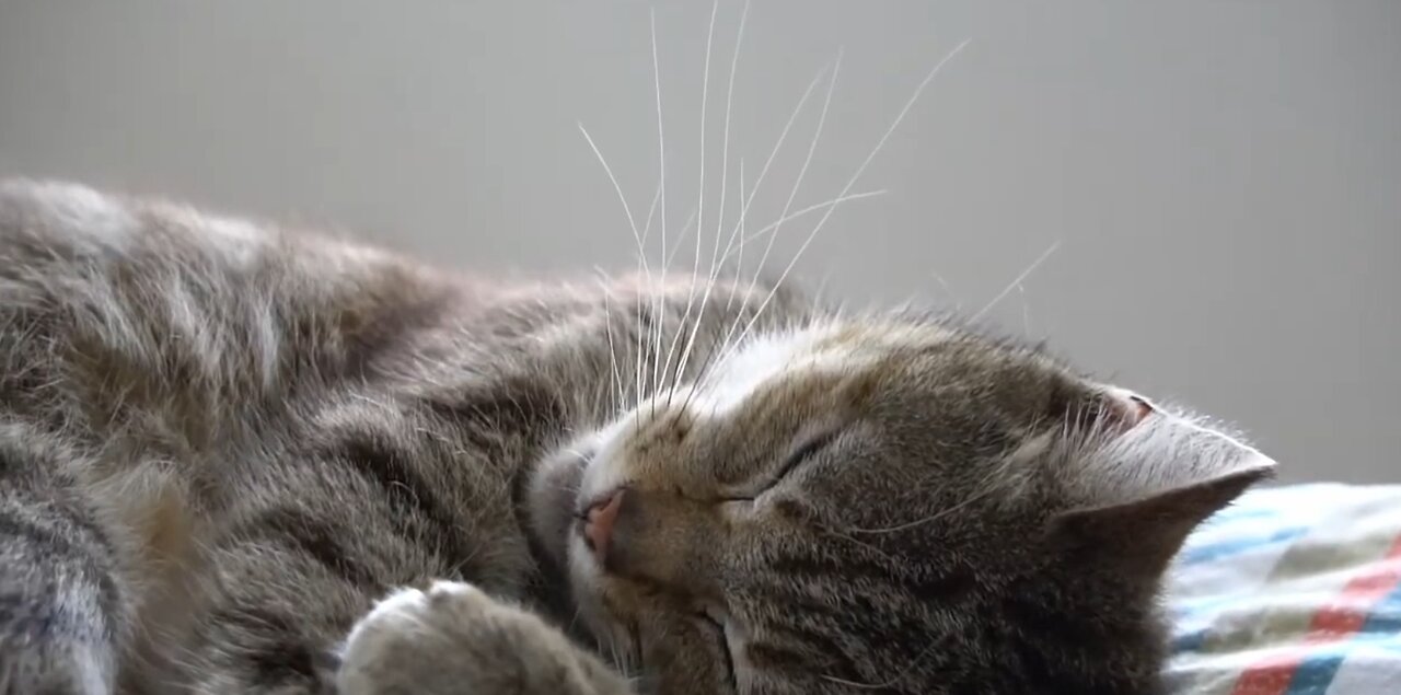 Cute cat sleeping