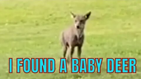 I Found A Baby Deer